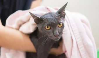Wrapping Your Cat in a Towel